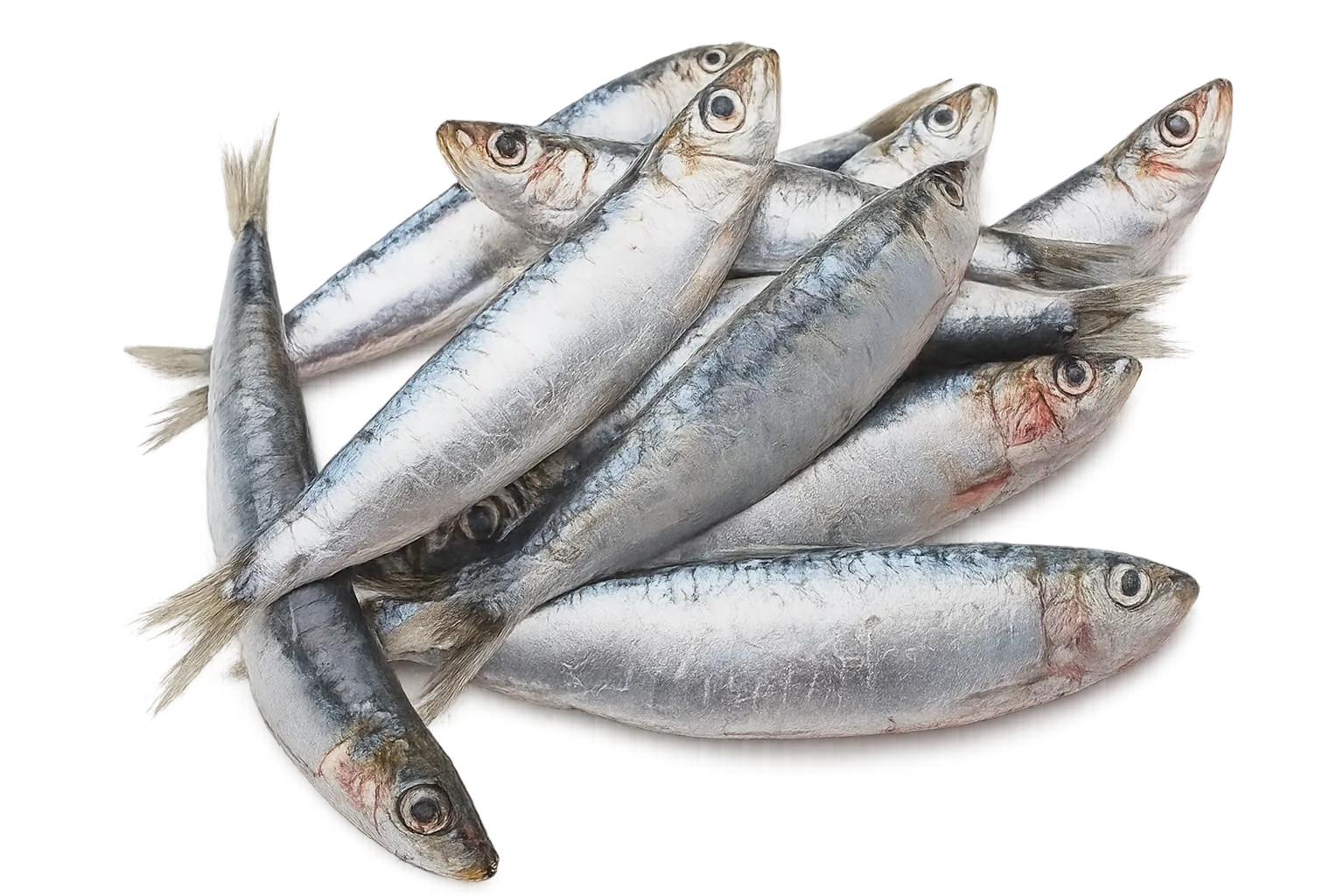 Fishes
